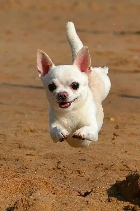 A Chihuahua running in the sand