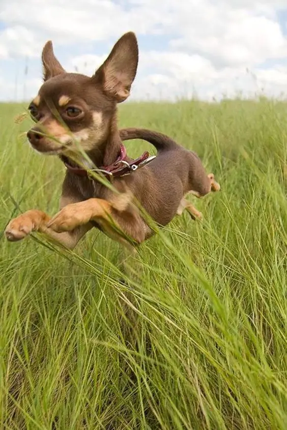 A Chihuahua running in the field of grass
