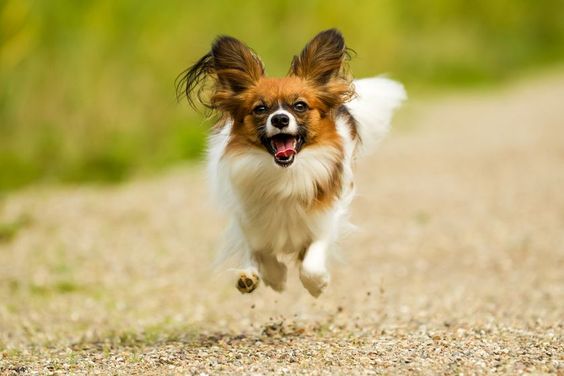 A Chihuahua running on the road with its mouth open