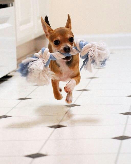 A Chihuahua running inside the house while carrying its tug toy with its mouth