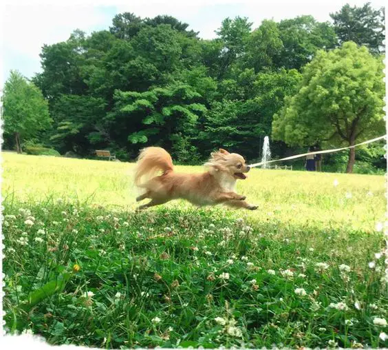 A Chihuahua jumping over the grass at the park