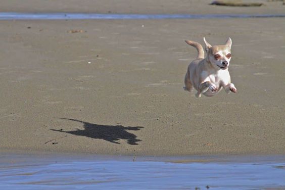 A Chihuahua jumping towards the water at the beach