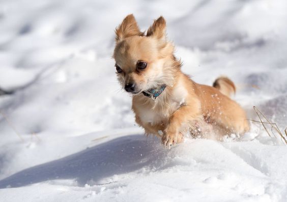 A Chihuahua walking in snow