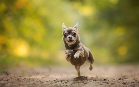 A Chihuahua running in the forest with its wide eyes