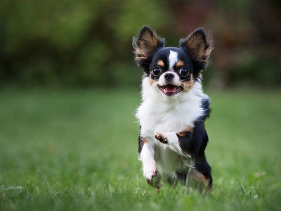 A Chihuahua walking in the grass