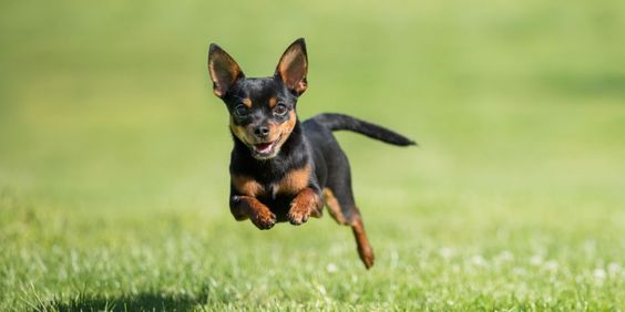 A happy Chihuahua running in the field