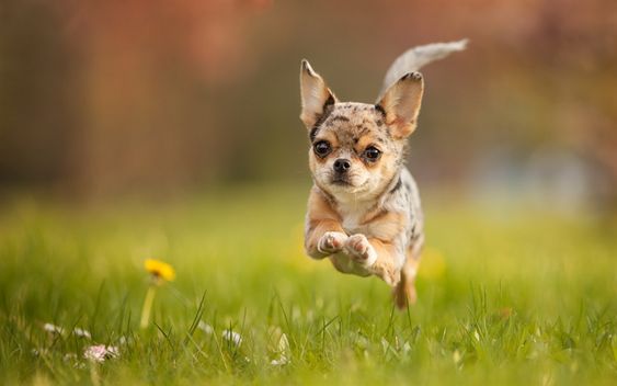 A Chihuahua running at the park