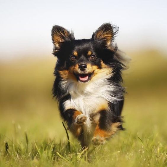 A Chihuahua running in the field of grass