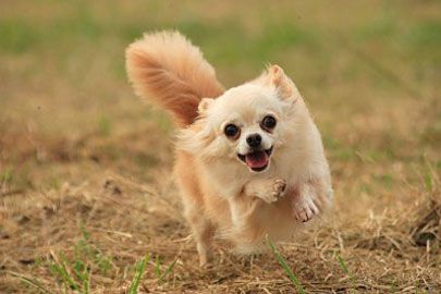 A Chihuahua happily running at the park