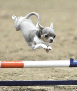 A Chihuahua jumping over the fence