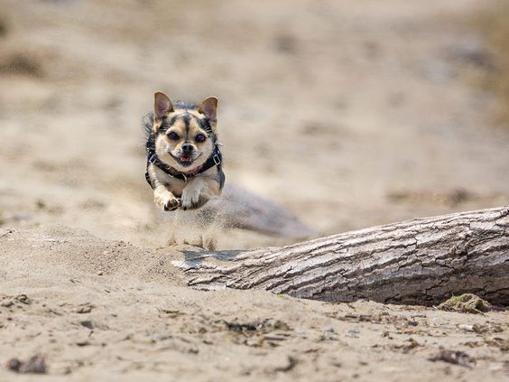 A Chihuahua running in the sand with its creepy face
