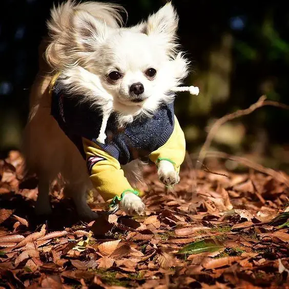 A Chihuahua running over the dried leaves in the forest