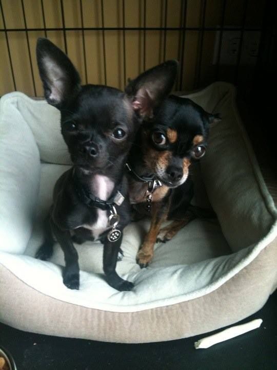 two Chihuahuas sitting on their bed inside the crate