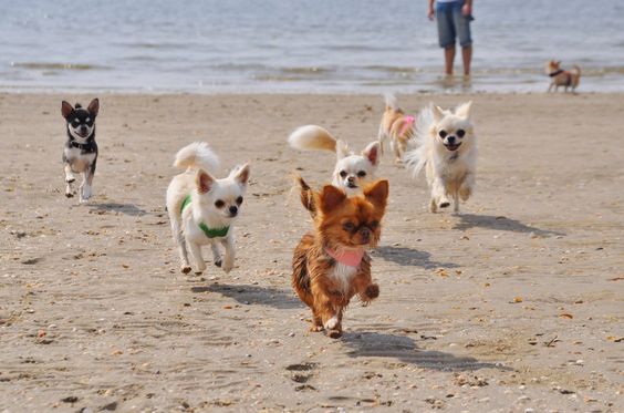 five Chihuahuas running at the beach
