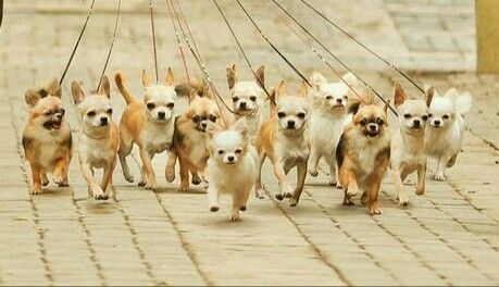 pack of Chihuahua running on the pavement in the street while on a leash