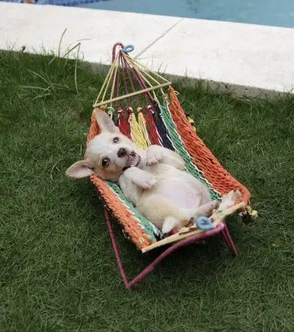 A Chihuahua lying in the hammock by the pool