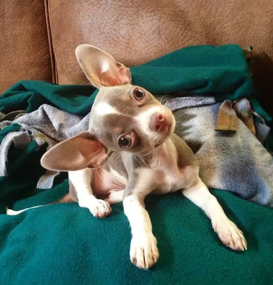 Chihuahua sitting on the couch on top of a blanket while tilting its head
