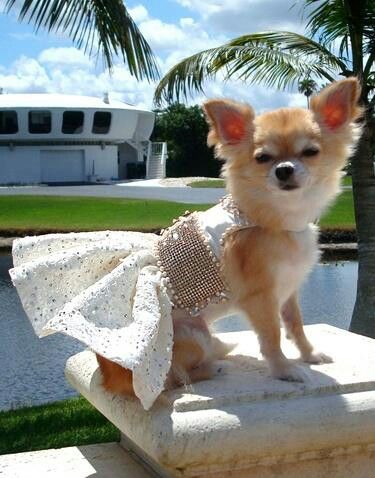 Chihuahua wearing a classy white dress with pearls sitting on top of a cement by the lake
