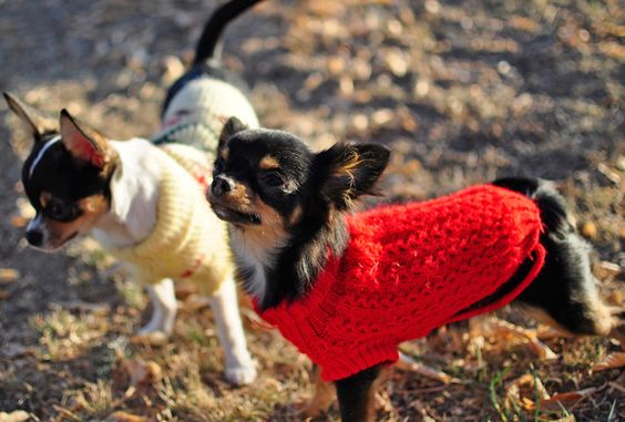 two Chihuahuas wearing sweater while standing on the ground