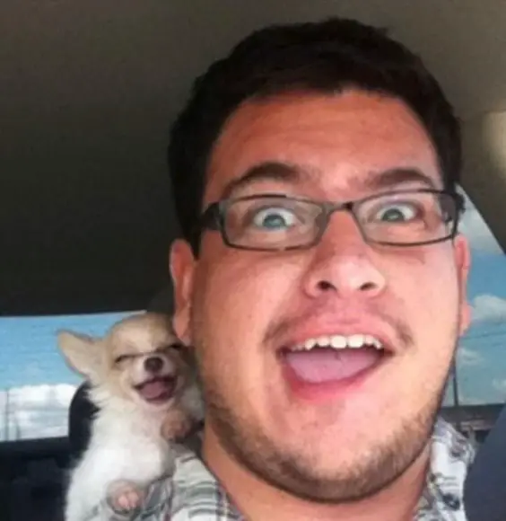 A Chihuahua sitting behind the man inside the car