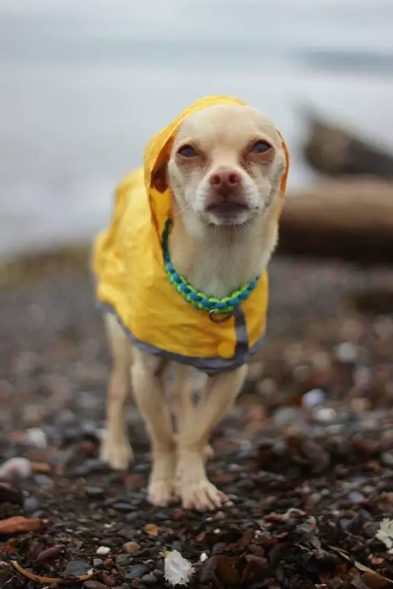 Chihuahua wearing a yellow raincoat standing on the pebbles
