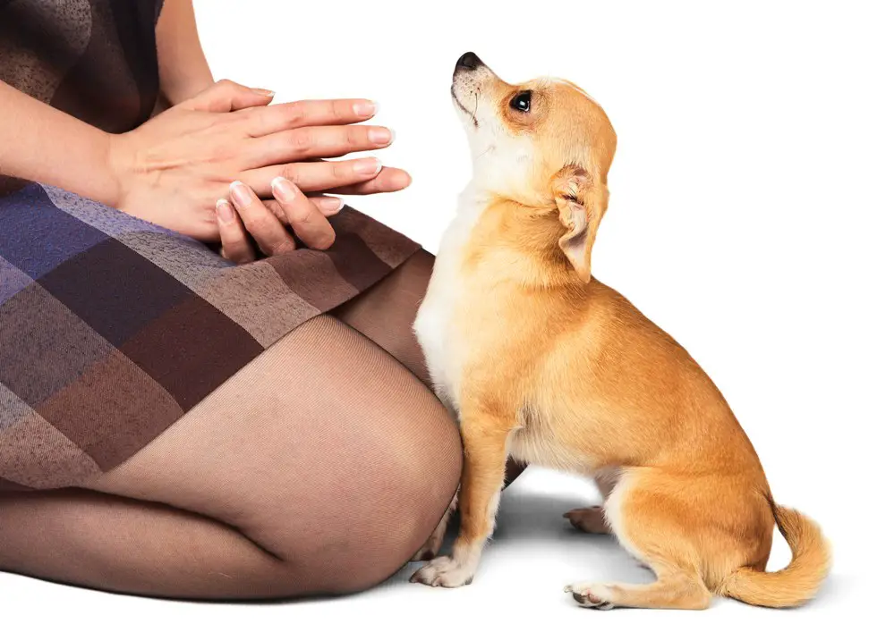 body of a girl sitting on her knees in front of a Chihuahua looking up at her in an isolated white background