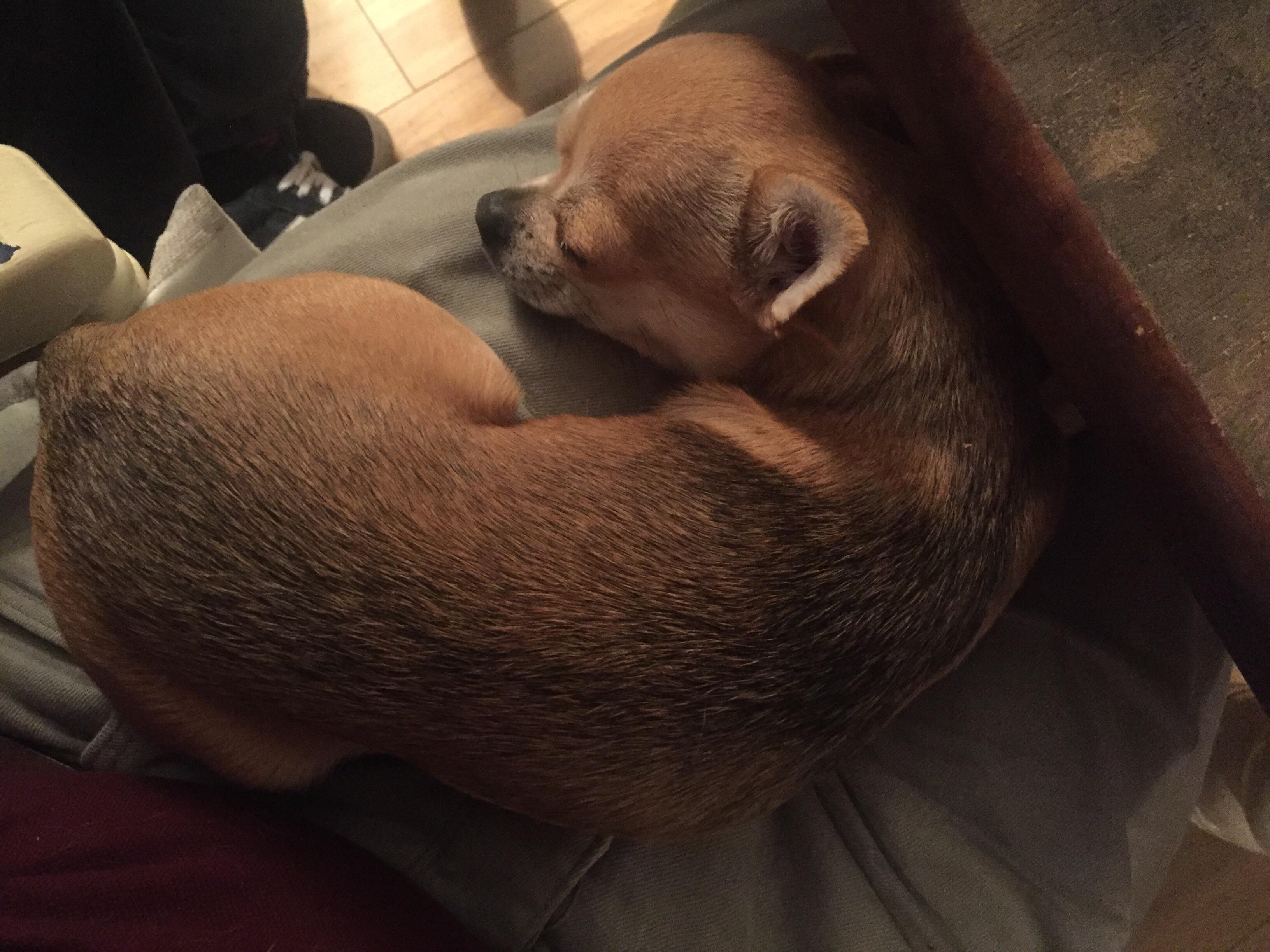 Chihuahua curled up sleeping on a mans lap