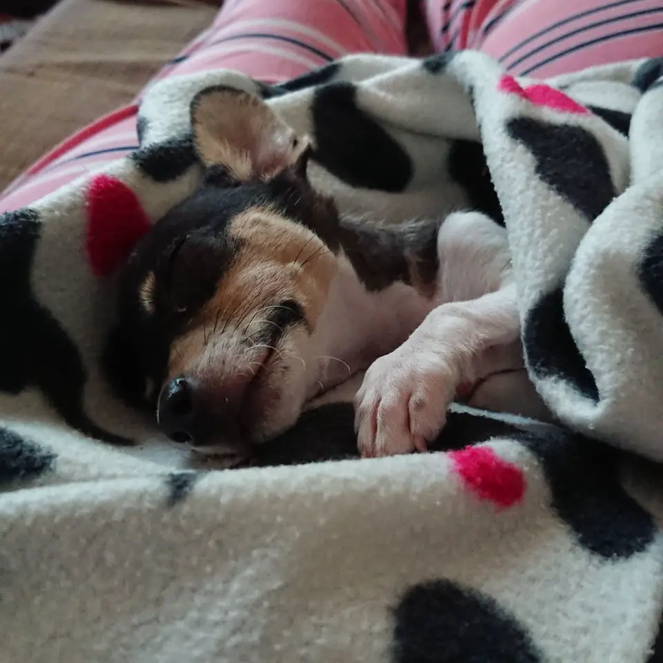 Chihuahua sleeping on its bed while wrapped in a blanket