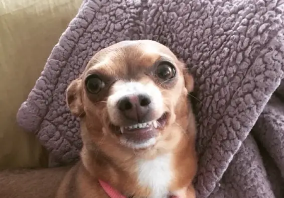 Chihuahua force smiling while lying on the bed