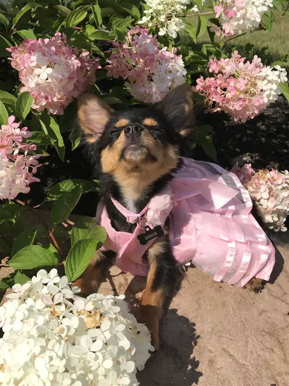 A Chihuahua with its eyes closed wearing a pink dress siting underneath the pink hydrangea flowers under the sun