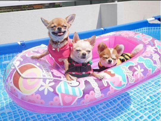 three Chihuahuas lying on top of the floatie in the pool