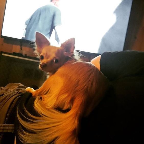 Chihuahua lying on top of the person's lap in front of the TV while looking back