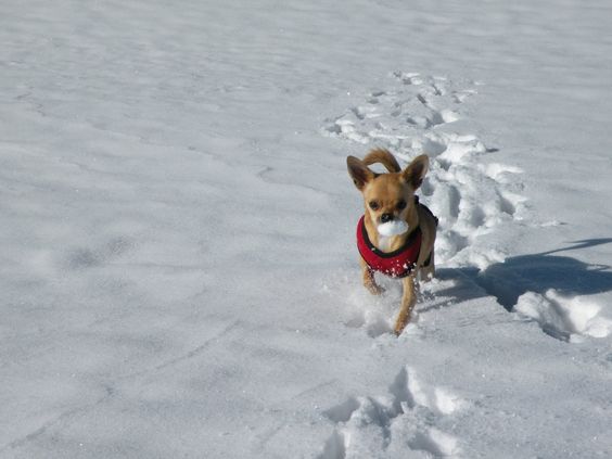 A Chihuahua running in snow