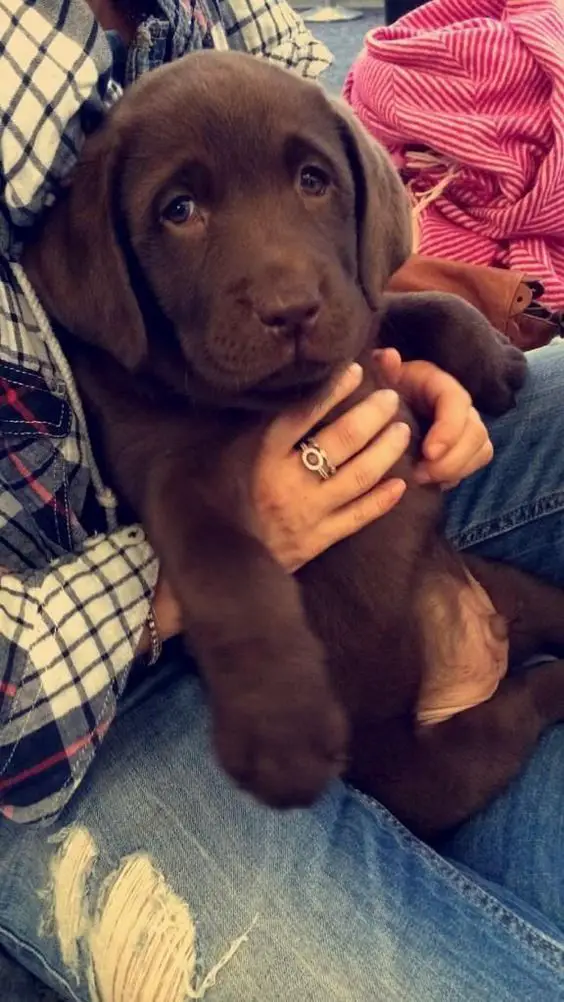A chocolate brown Labrador puppy sitting on the lap of woman sitting on the floor