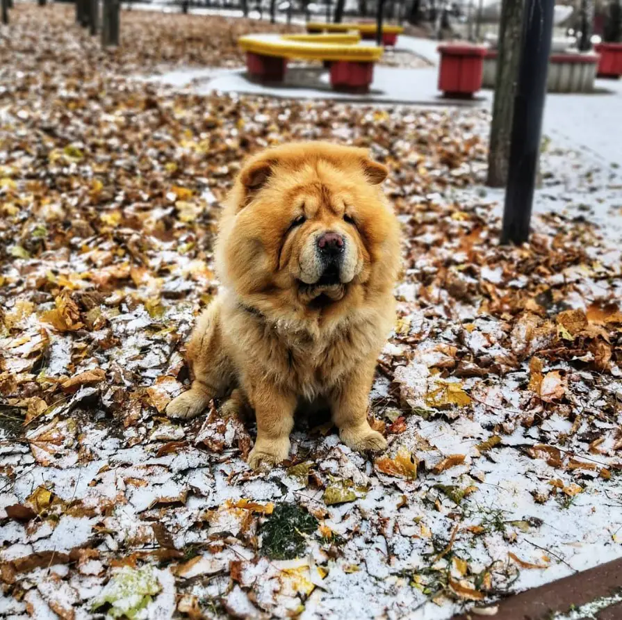 A Chow Chow sitting at the park with snow and dried leaves on the ground