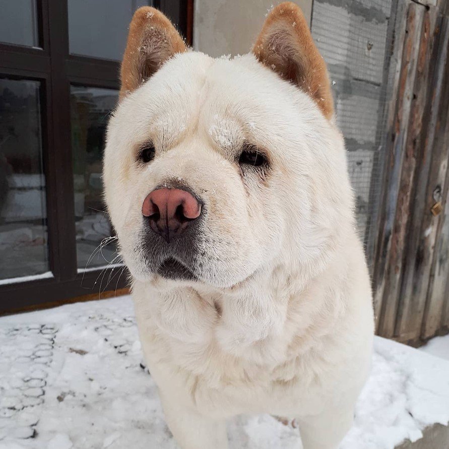 A Chow Chow sitting in the front door