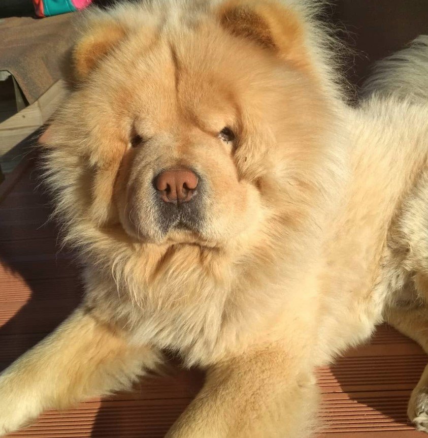 A Chow Chow lying on the floor under the sun