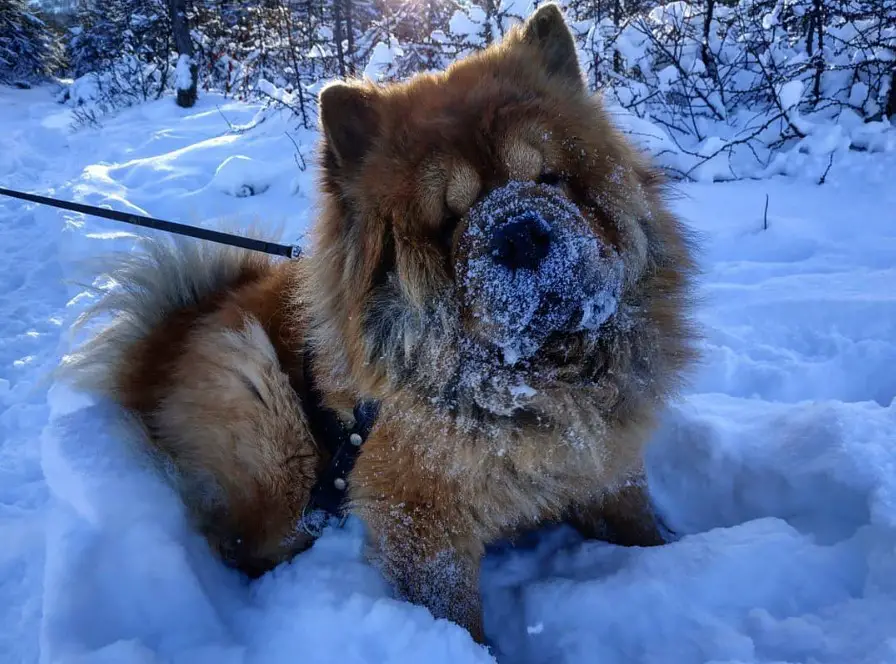 A Chow Chow lying in snow
