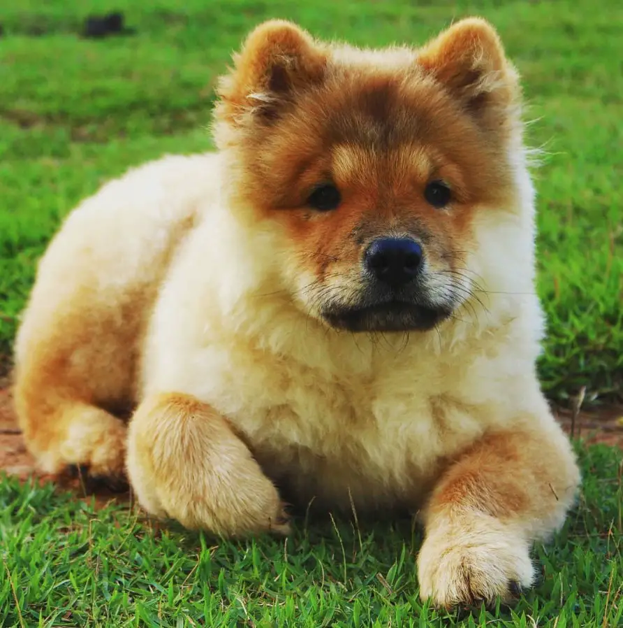 A Chow Chow lying in the grass