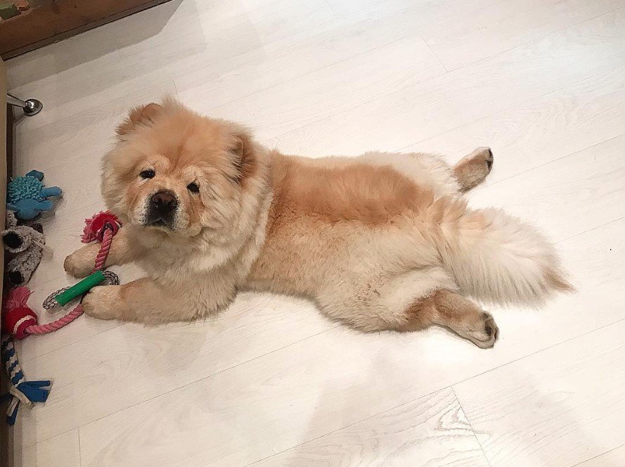 A Chow Chow lying on the floor