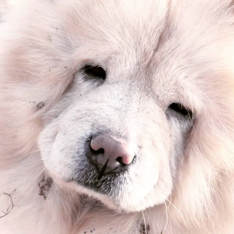 adorable face of a cream Chow Chow