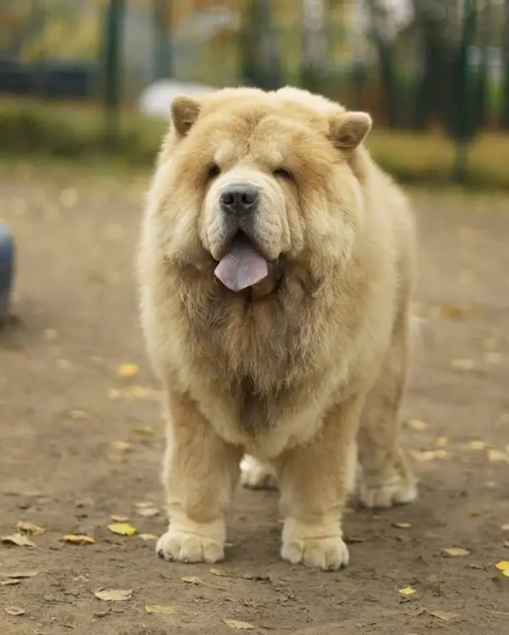 A Chow Chow standing on the pavement with its tongue out