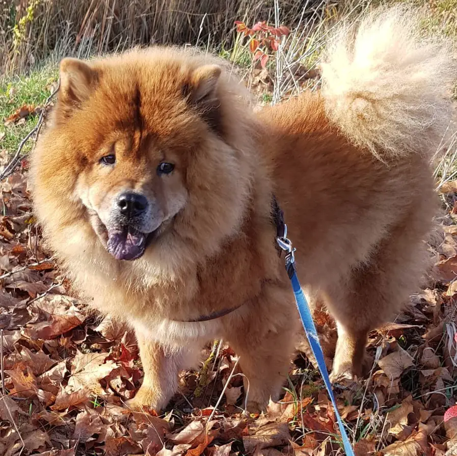 A Chow Chow standing on the dried leaves in the forest