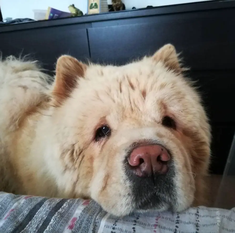 A Chow Chow standing behind the foot of the bed