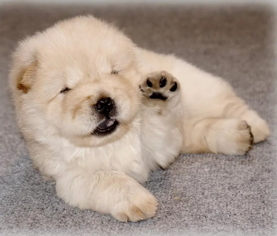 A Chow Chow puppy lying on the floor while raising its paw