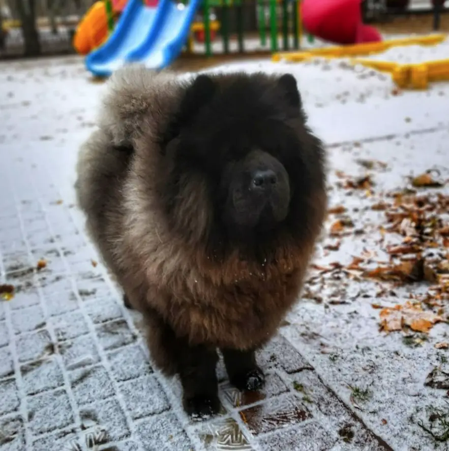 A Chow Chow standing on the pavement