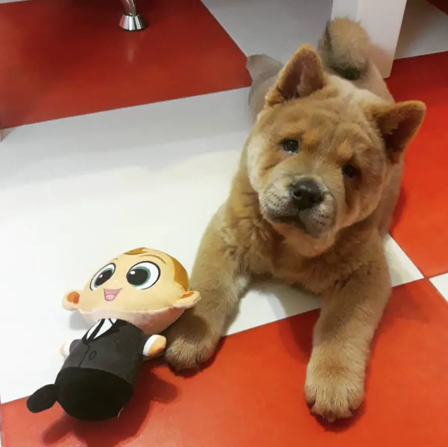 A Chow Chow puppy lying on the floor next to its stuffed toy