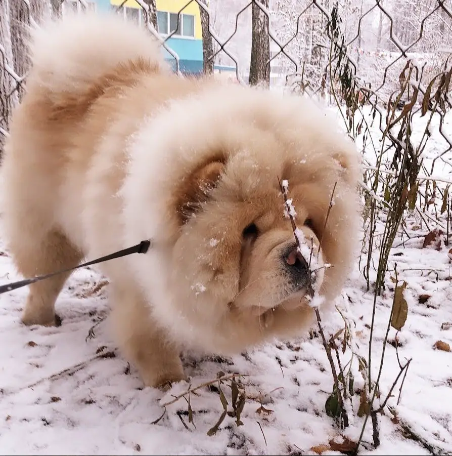 A Chow Chow standing in snow behind the fence