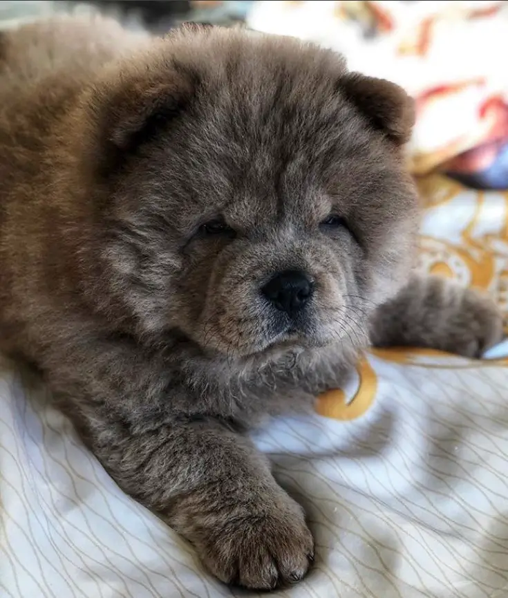 A Chow Chow puppy lying on the bed