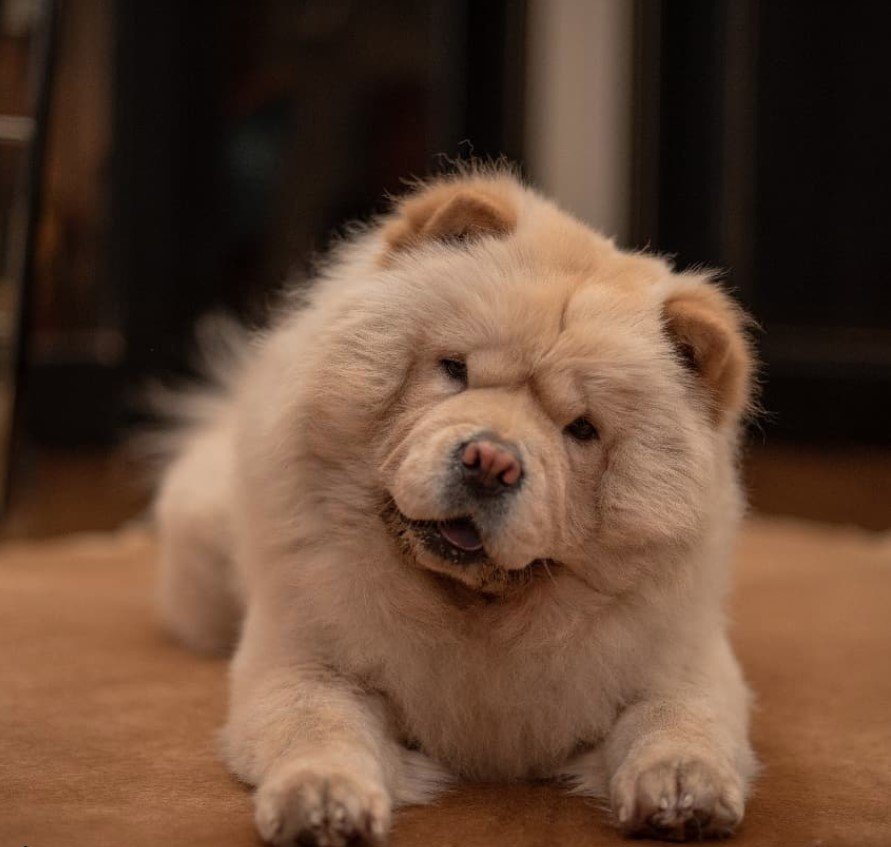 A Chow Chow lying on the floor